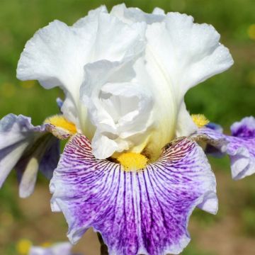 Iris Palette De Peintre - Bearded Iris