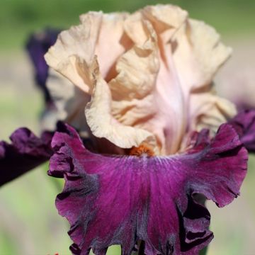 Iris Sacrée Gralée - Bearded Iris