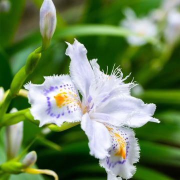 Iris japonica