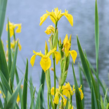 Iris pseudacorus - Yellow Flag