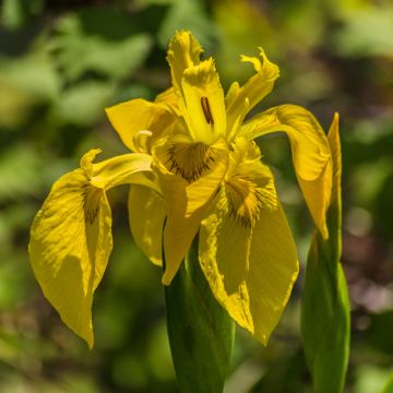 Iris pseudacorus Plena - Yellow Flag