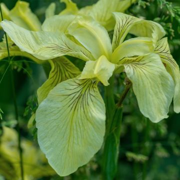Iris pseudacorus var. bastardii - Yellow Flag
