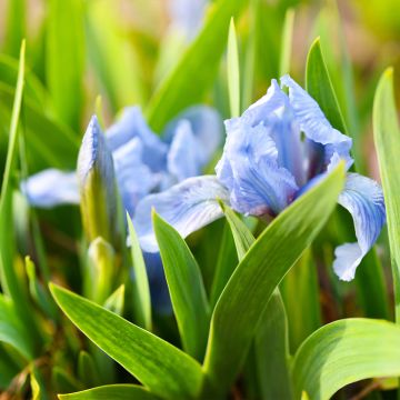 Iris Azurea - Dwarf Iris