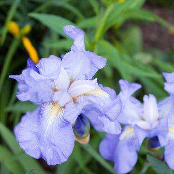Iris Blue Denim - Dwarf bearded Iris