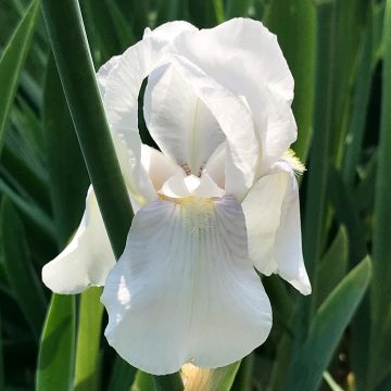 Iris pumila Bright White - Dwarf bearded Iris