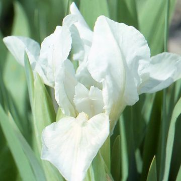 Iris pumila Crispy - Dwarf bearded Iris