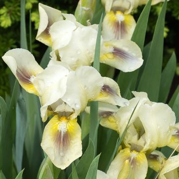 Iris Green Spot - Bearded iris