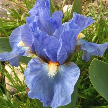 Iris pumila LA Ballet - Iris nain ou de rocaille