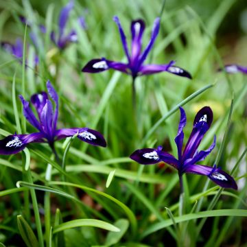 Iris reticulata Blue Note - Netted iris