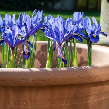 Iris reticulata Pixie