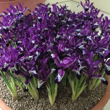 Iris reticulata Spot On - Netted iris