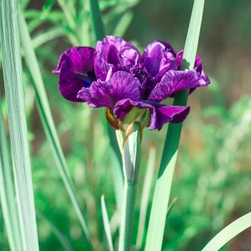 Iris sibirica Bundle of Joy - Siberian Iris