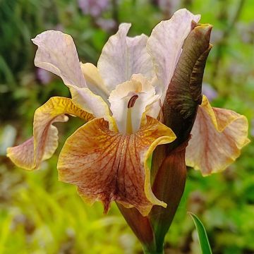 Iris sibirica Colonel Mustard - Siberian Iris