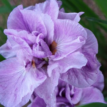 Iris sibirica Imperial Opal - Siberian Iris