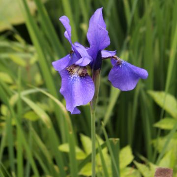 Iris sibirica Persimmon - Iris de Sibérie