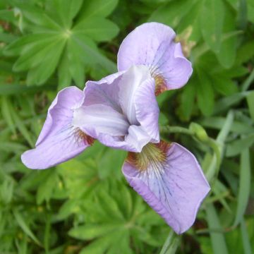 Iris sibirica Rikugi Sakura