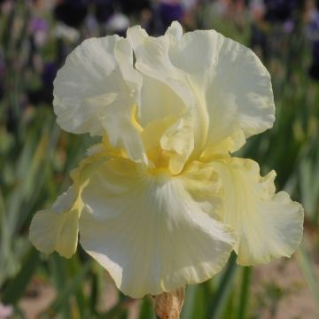 Iris Total Recall