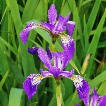 Iris versicolor Kermesina - Water Iris