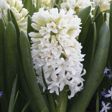 Hyacinthus x orientalis Top White