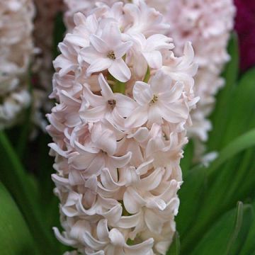 Hyacinthus x orientalis China Pink