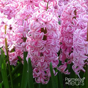 Hyacinthus x orientalis Fondant