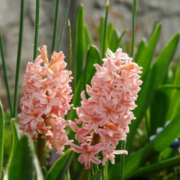 Hyacinthus Gipsy Queen - Garden Hyacinth