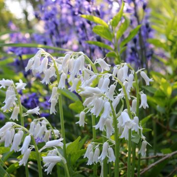 Hyacinthoides hispanica Alba