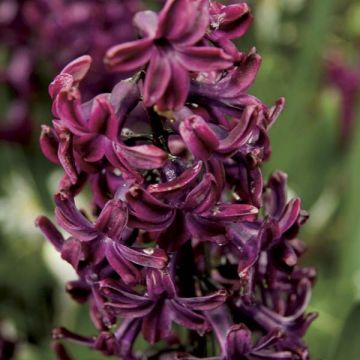 Hyacinthus x orientalis Woodstock