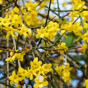 Jasminum nudiflorum - Winter jasmine