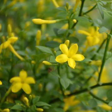 Jasminum fruticans Stellar - Yellow Jasmine