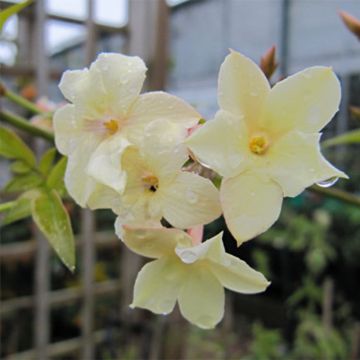 Jasminum officinale Clotted Cream - Common jasmine
