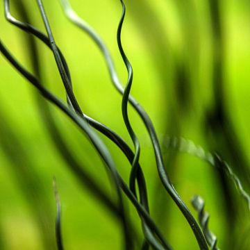 Juncus effusus 'Spiralis'