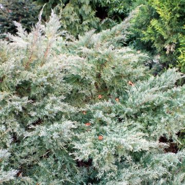 Juniperus Pfitzeriana Glauca