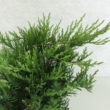 Juniperus sabina Rockery Gem