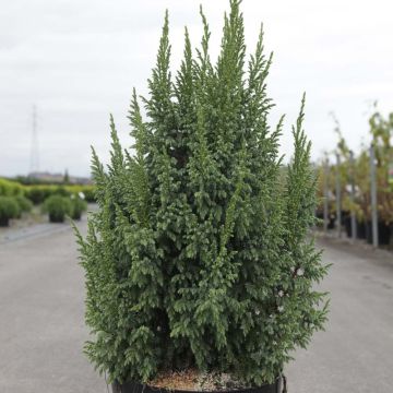 Juniperus squamata Loderi