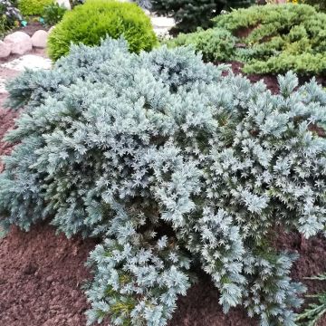 Juniperus squamata Blue Star - Scale juniper