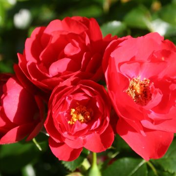 Rosa x floribunda Decorosier Kadora - Standard Rose