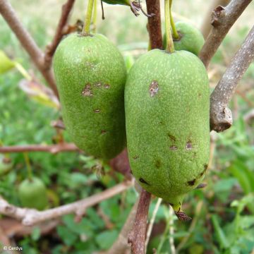 Kiwi Super Issaï - Actinidia arguta (self fertile)