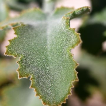 Kalanchoe Oak Leaf 