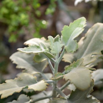 Kalanchoe beharensis Silver Shadow - Felt plant