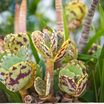 Kalanchoe marmorata - Penwiper