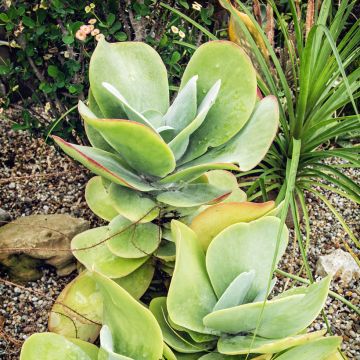 Kalanchoe thyrsiflora 