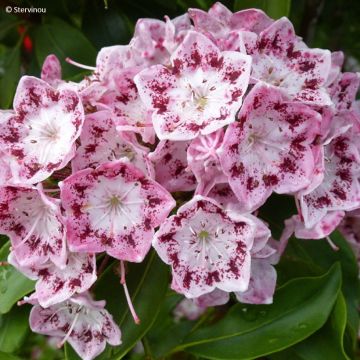 Kalmia latifolia Ideal - Mountain Laurel