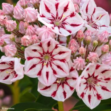 Kalmia latifolia Windmill - Mountain Laurel