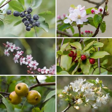 Wild Fruit Hedge Eco Kit