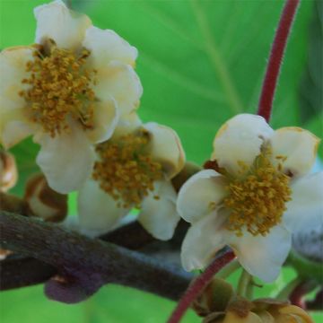 Kiwi Plant Atlas (male) - Actinidia deliciosa
