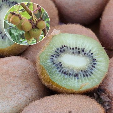 Organic Kiwi Plant Hayward (female) - Actinidia deliciosa