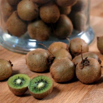 Organic Kiwi Plant Jenny (self-fertile) - Actinidia deliciosa