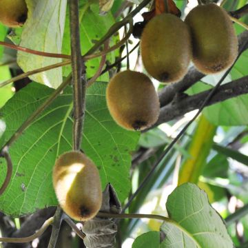 Organic Kiwi Plant Tomuri (male) - Actinidia deliciosa