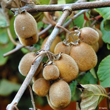 Organic Kiwi Plant Solissimo (self-fertile) - Actinidia chinensis